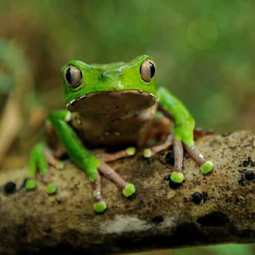 Contra-indicators crop